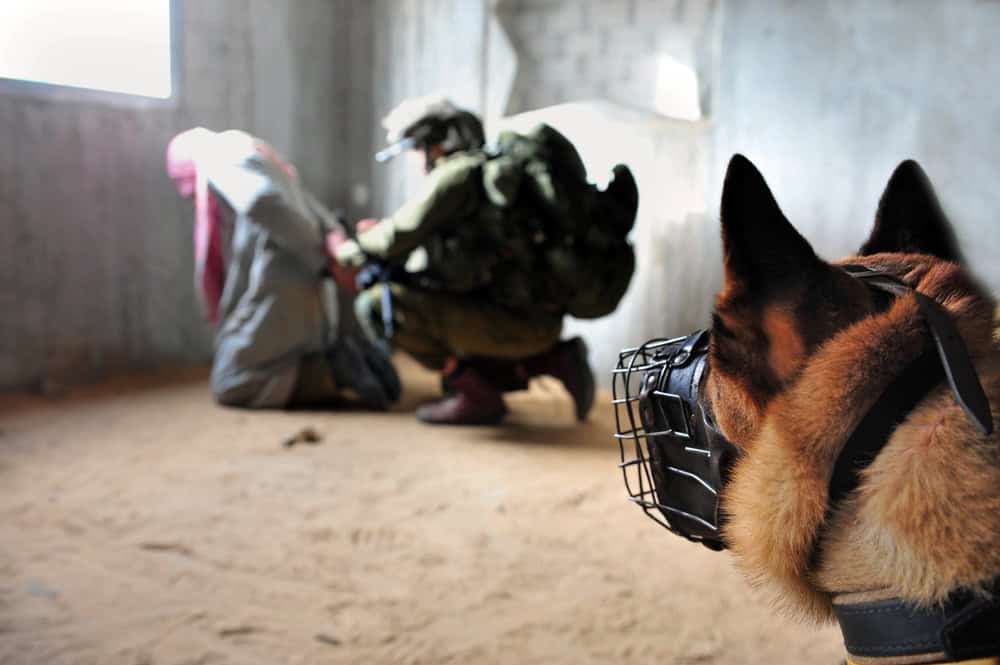 İsrail'den Filistinli Mahkûmlara "Köpekli İşkence"