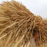 Hindistan’dan Buğday İhracatı Yasağı