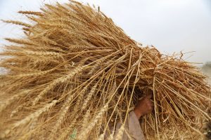 Hindistan’dan Buğday İhracatı Yasağı