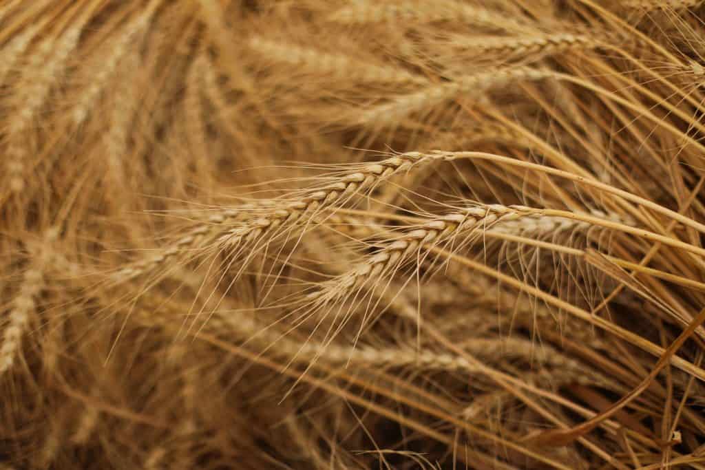 Ukrayna Milyonlarca Ton Tahılın İhracı İçin Çözüm Arayışında