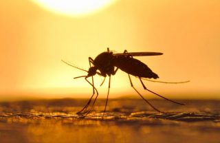 Sivrisinek Fabrikaları: Bilimsel Devrim mi, Biyolojik Risk mi?